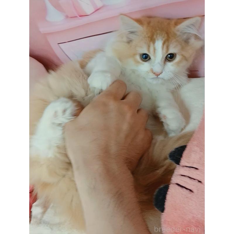 販売中の千葉県のマンチカン-130529の4枚目