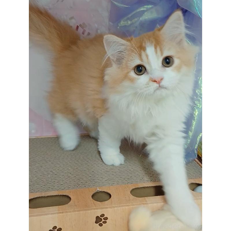 販売中の千葉県のマンチカン-130529の3枚目