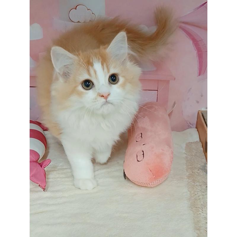 販売中の千葉県のマンチカン-130529の2枚目