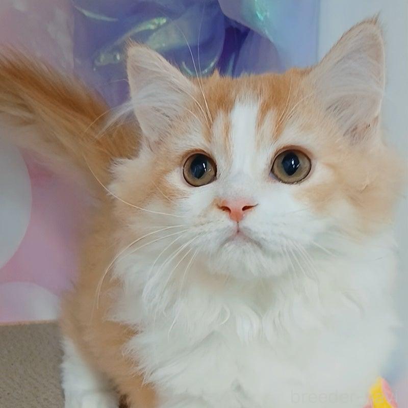 販売中の千葉県のマンチカン-130529の1枚目