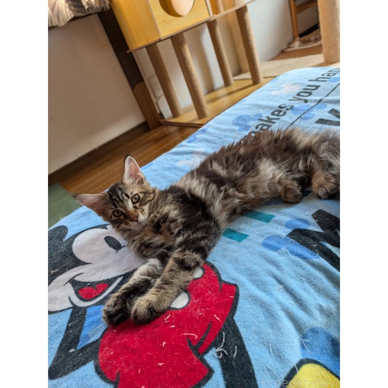 成約済の岡山県のメインクーン-128821の3枚目