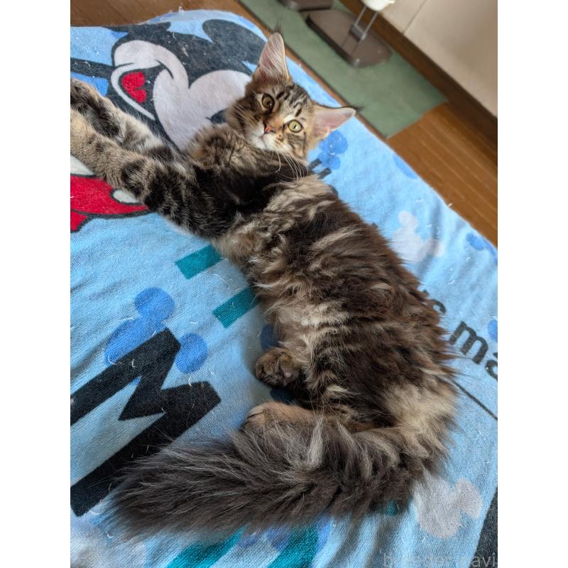 成約済の岡山県のメインクーン-128821の2枚目