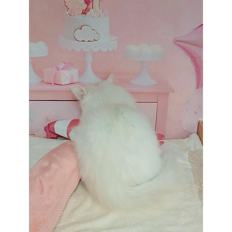 販売中の千葉県のマンチカン-130530の8枚目