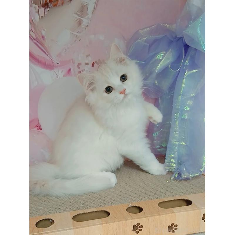 販売中の千葉県のマンチカン-130530の6枚目