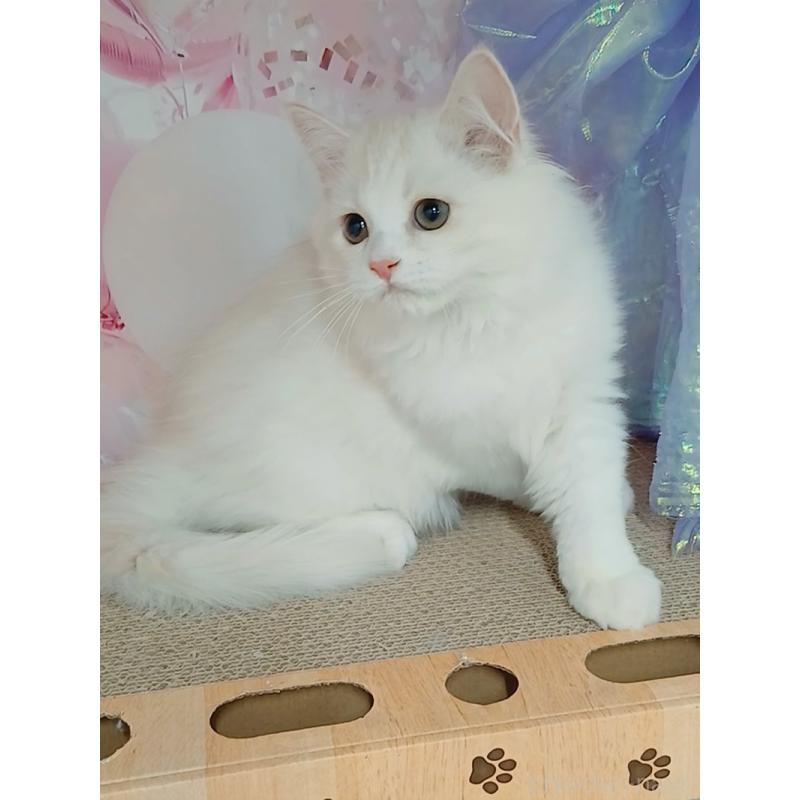 販売中の千葉県のマンチカン-130530の5枚目