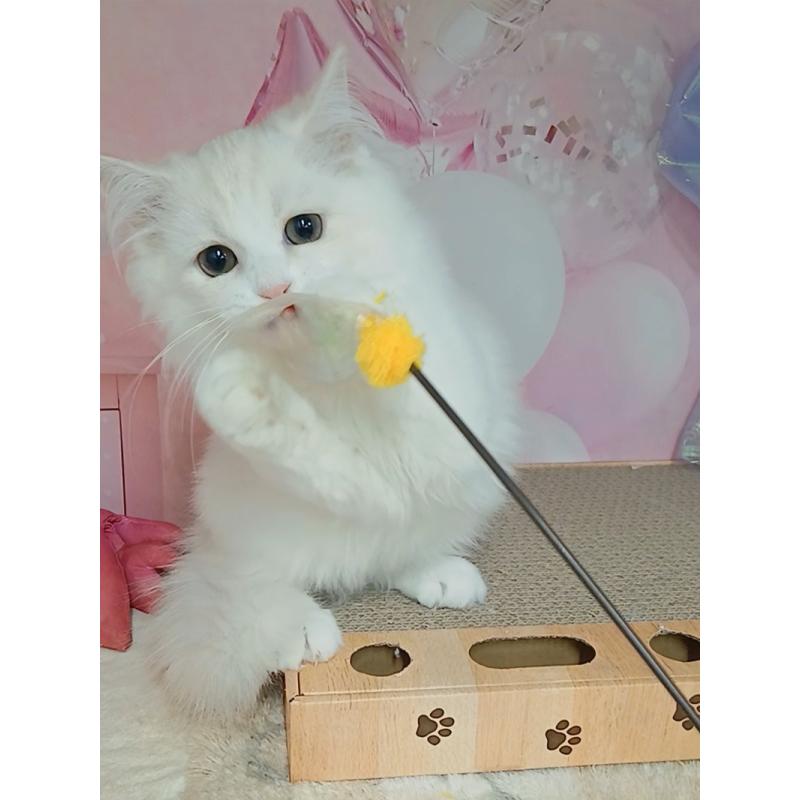 販売中の千葉県のマンチカン-130530の4枚目