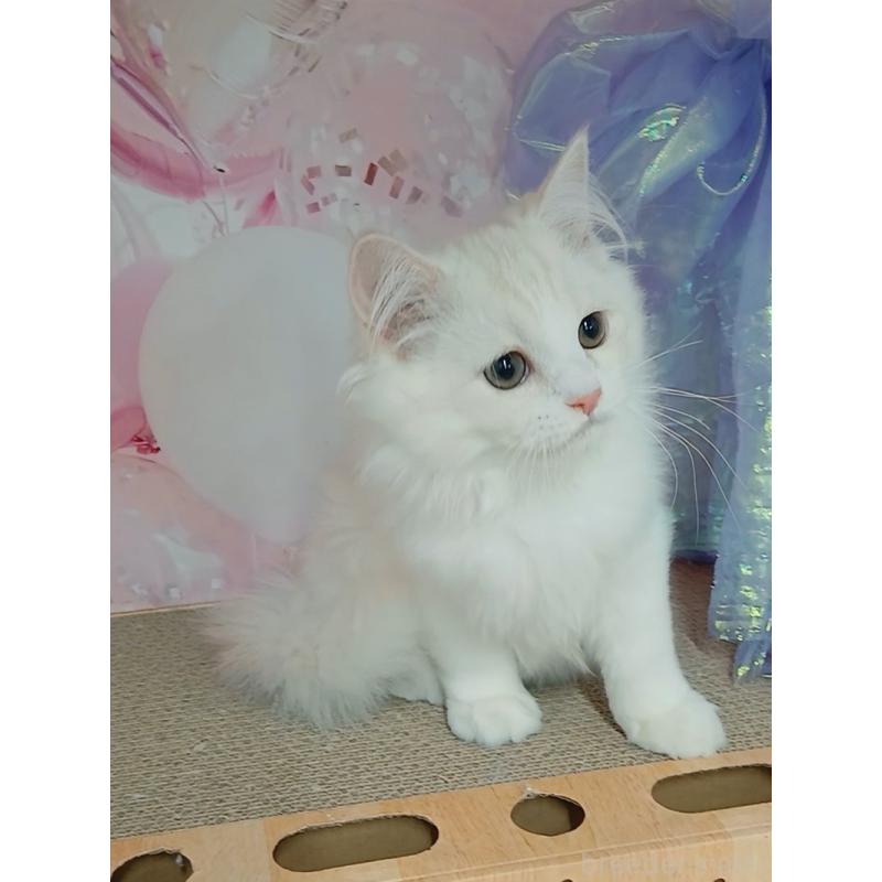 販売中の千葉県のマンチカン-130530の3枚目