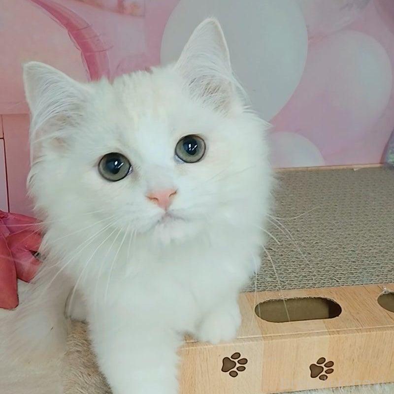 販売中の千葉県のマンチカン-130530