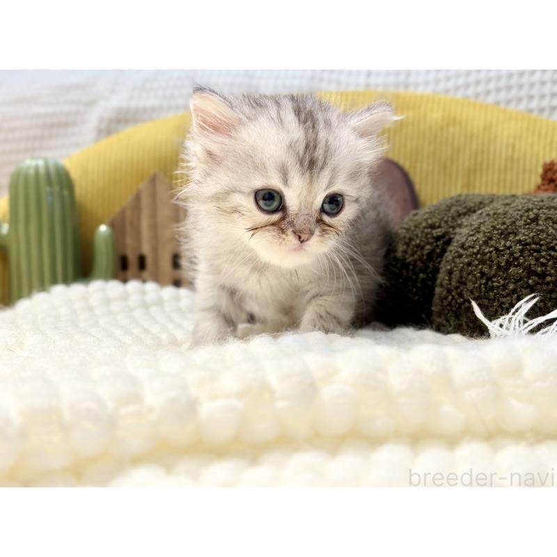 販売中の岐阜県のペルシャ(チンチラ)-130531の7枚目