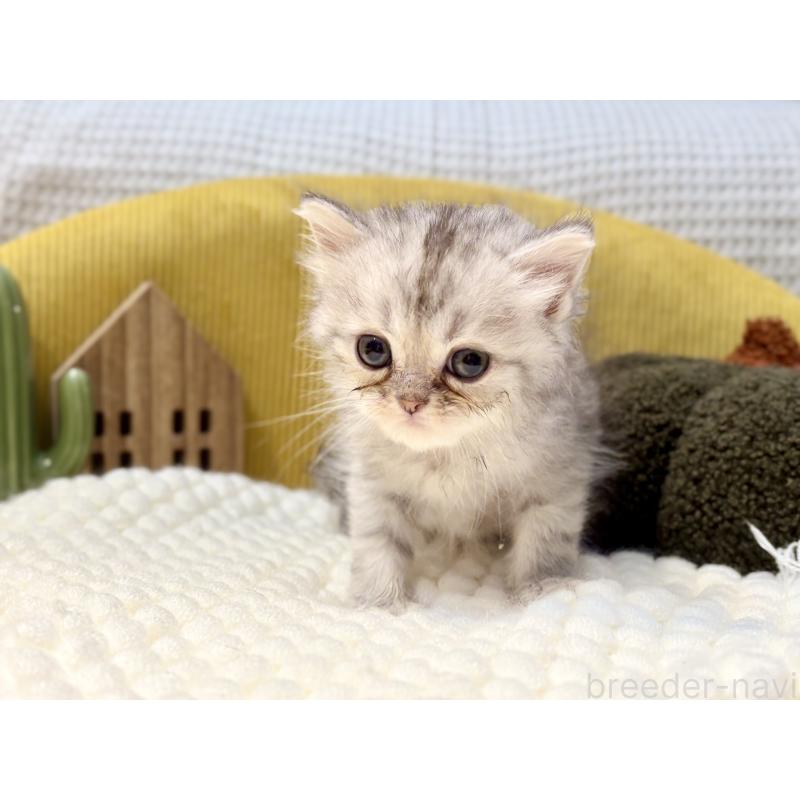 販売中の岐阜県のペルシャ(チンチラ)-130531の6枚目