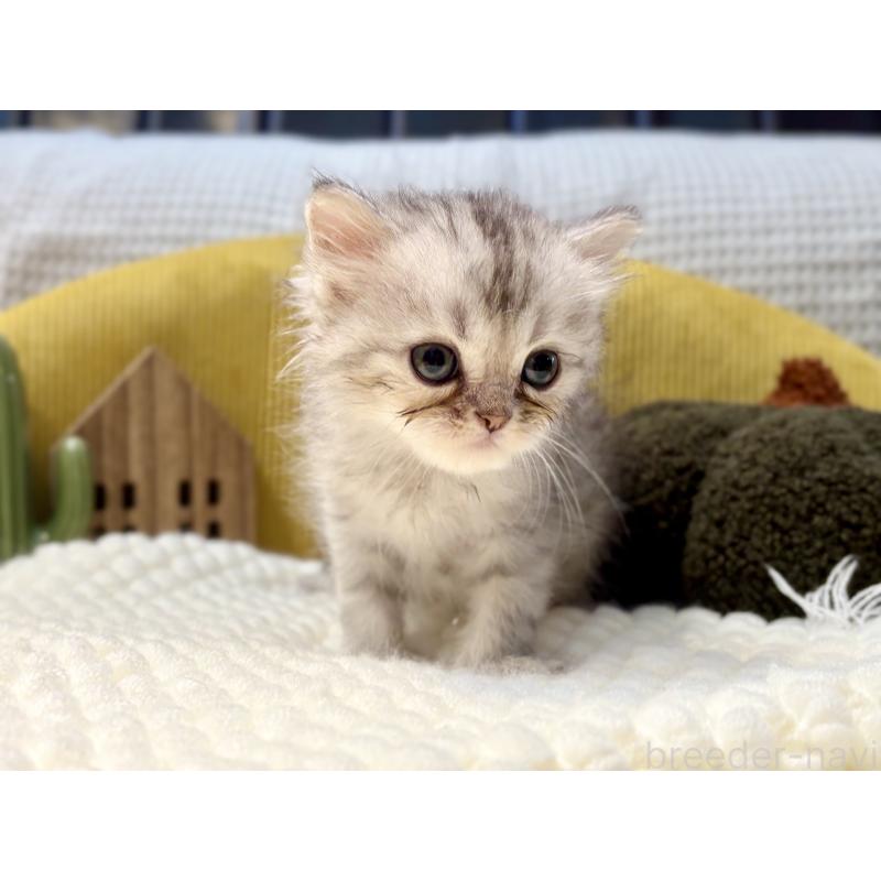 販売中の岐阜県のペルシャ(チンチラ)-130531の4枚目