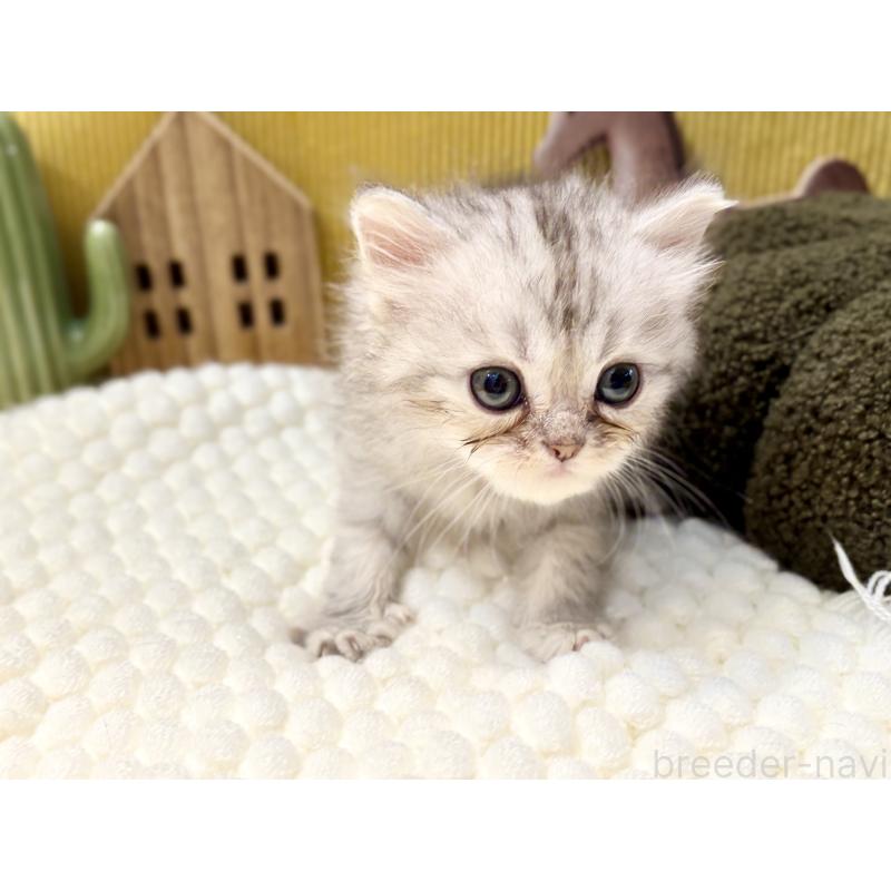 販売中の岐阜県のペルシャ(チンチラ)-130531の2枚目