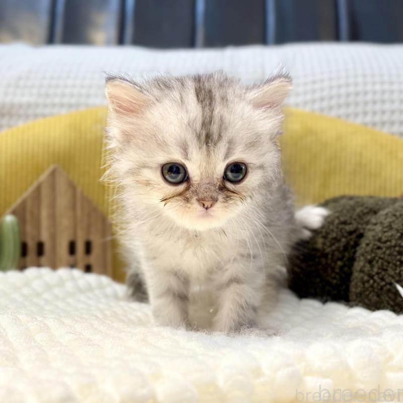 販売中の岐阜県のペルシャ(チンチラ)-130531の1枚目