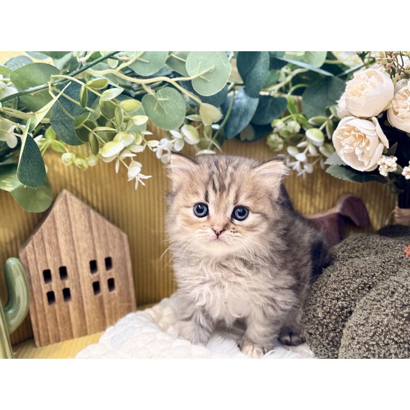 販売中の岐阜県のペルシャ(チンチラ)-130532の8枚目