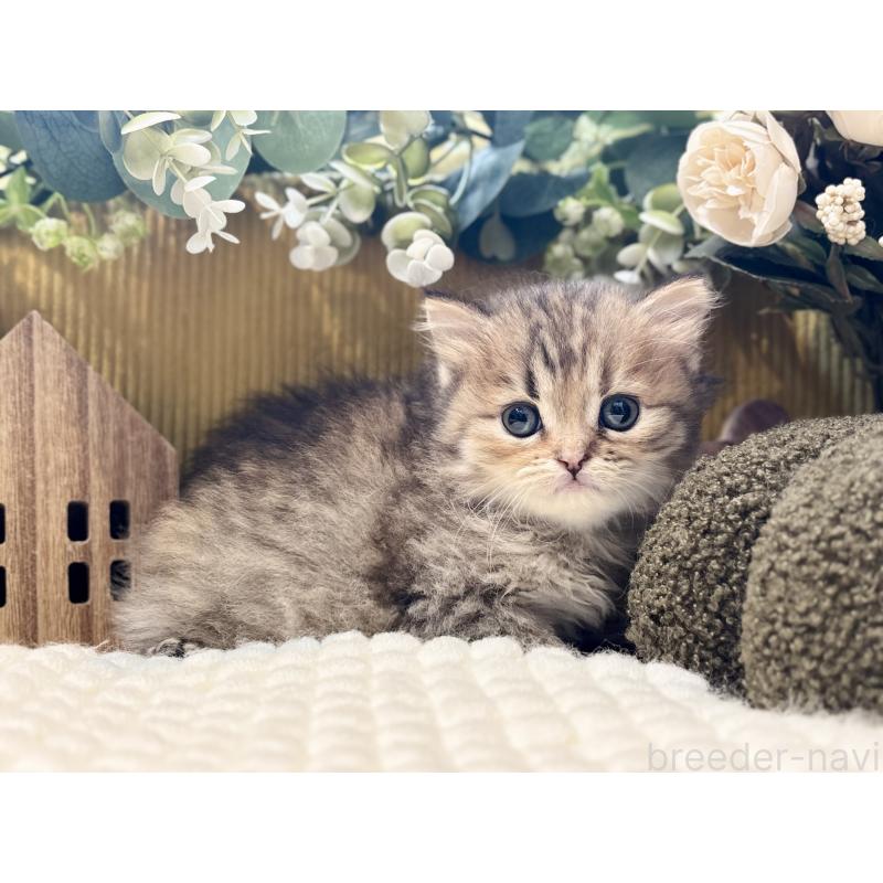 販売中の岐阜県のペルシャ(チンチラ)-130532の6枚目