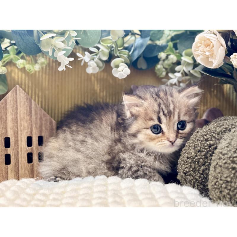 販売中の岐阜県のペルシャ(チンチラ)-130532の5枚目