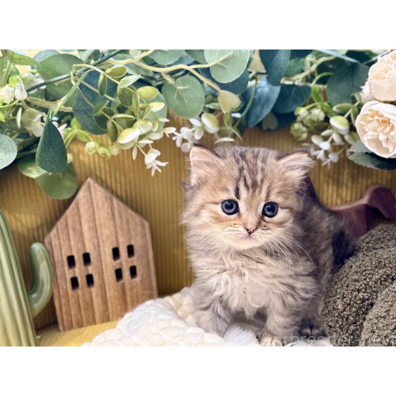 販売中の岐阜県のペルシャ(チンチラ)-130532の4枚目