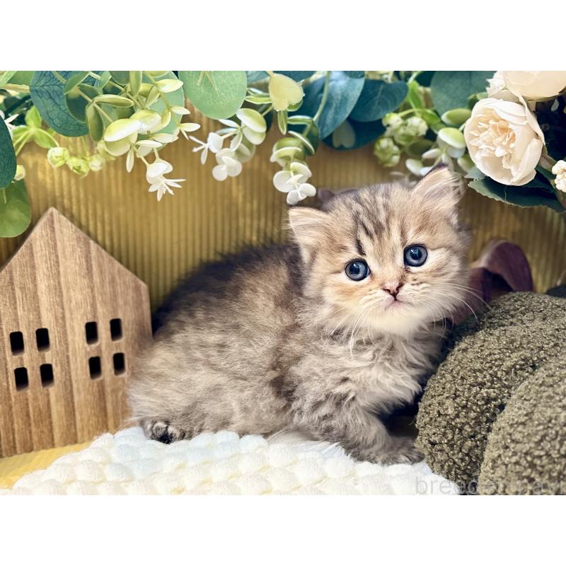 販売中の岐阜県のペルシャ(チンチラ)-130532の3枚目