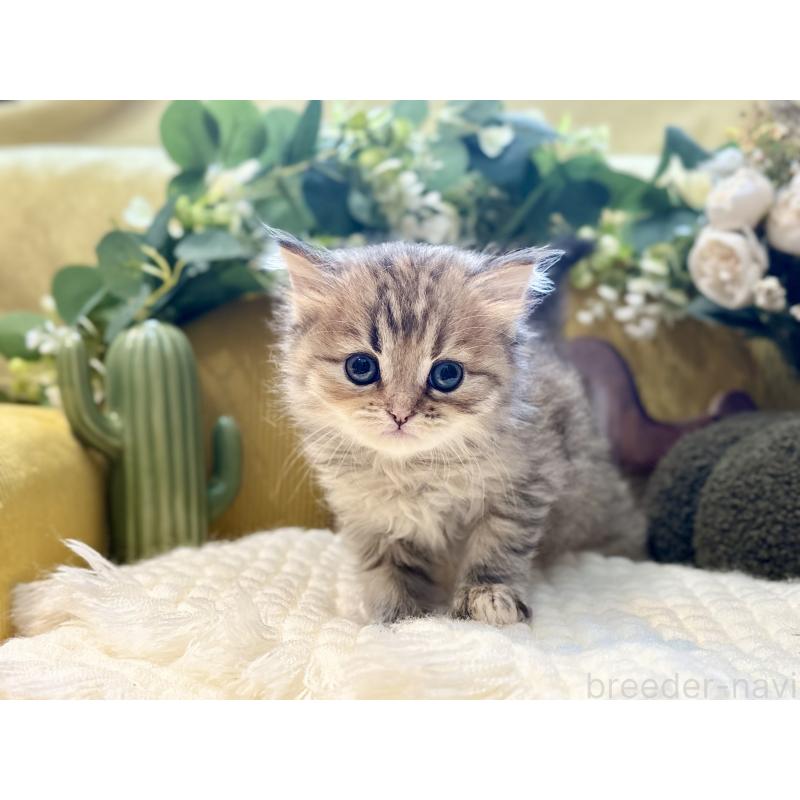 販売中の岐阜県のペルシャ(チンチラ)-130532の2枚目