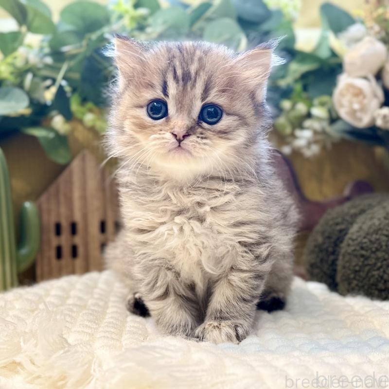 販売中の岐阜県のペルシャ(チンチラ)-130532