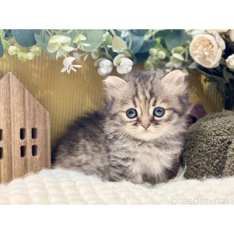 販売中の岐阜県のペルシャ(チンチラ)-130533の7枚目