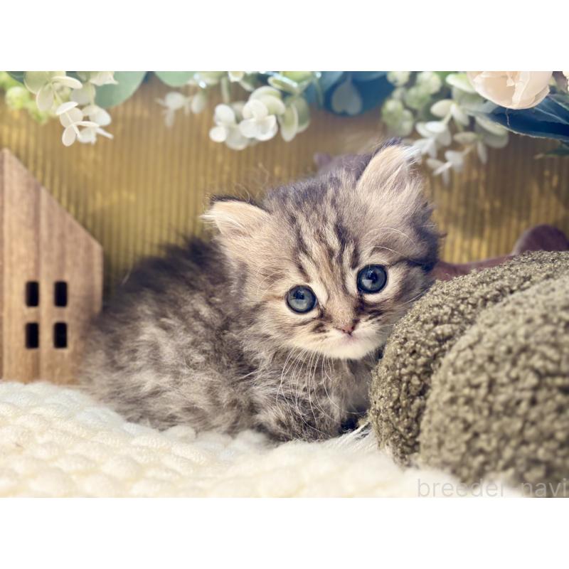 販売中の岐阜県のペルシャ(チンチラ)-130533の6枚目