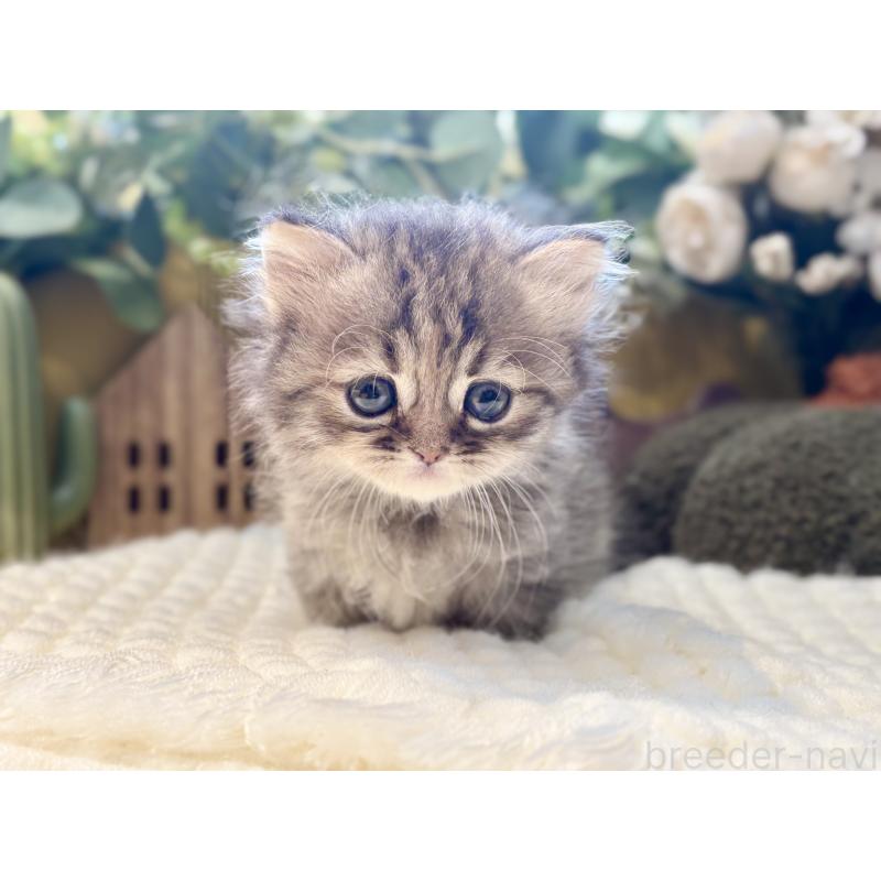 販売中の岐阜県のペルシャ(チンチラ)-130533の5枚目