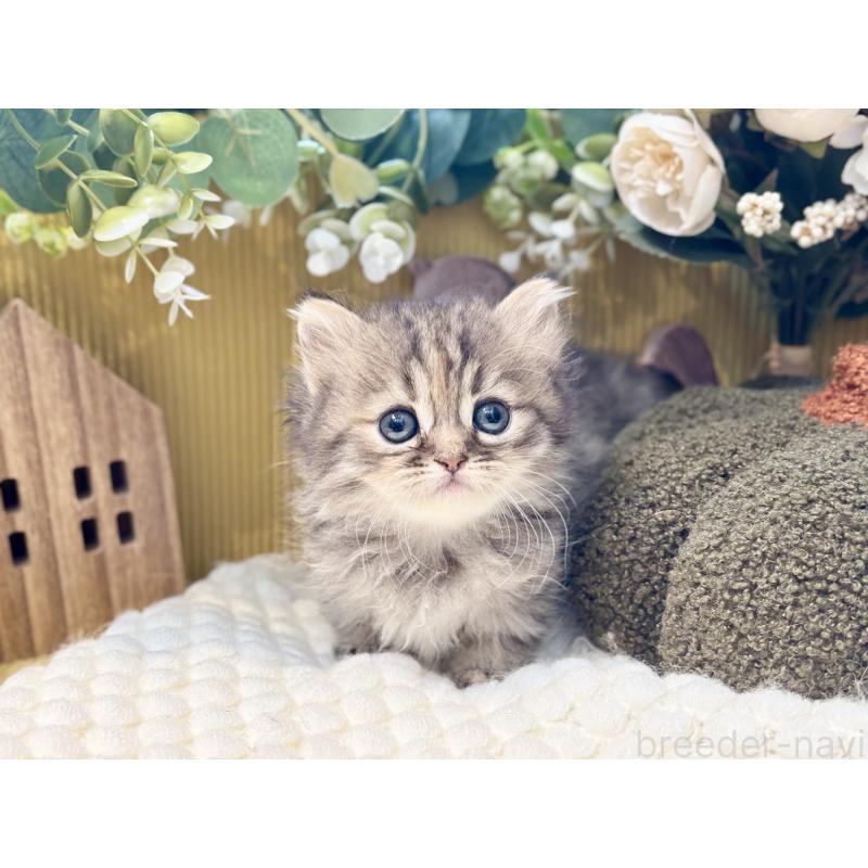 販売中の岐阜県のペルシャ(チンチラ)-130533の4枚目