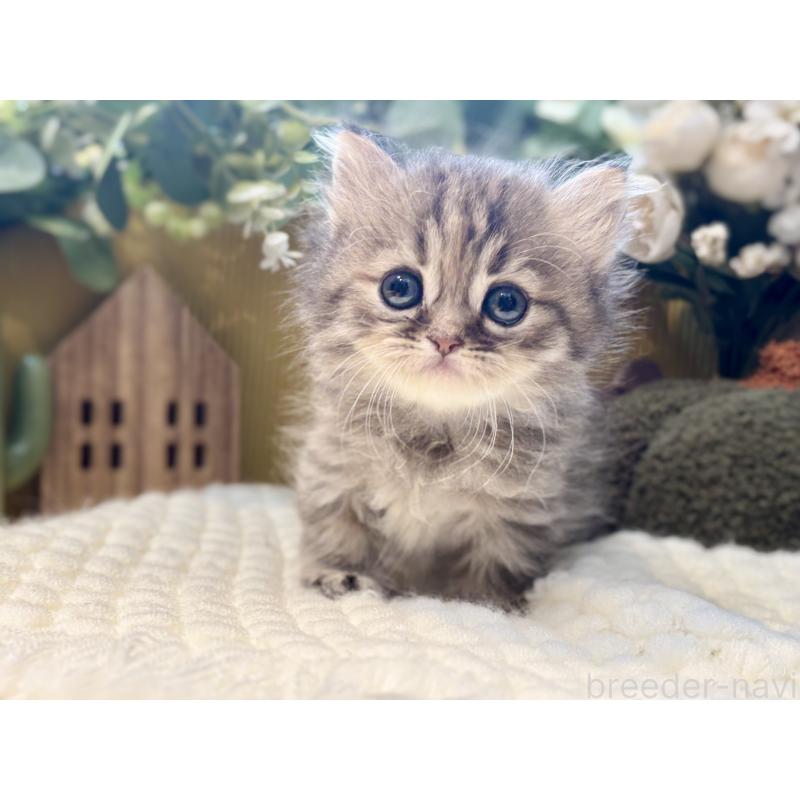 販売中の岐阜県のペルシャ(チンチラ)-130533の3枚目