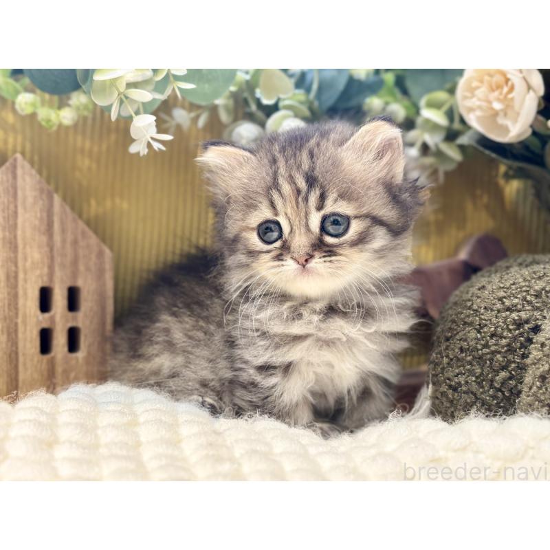 販売中の岐阜県のペルシャ(チンチラ)-130533の2枚目