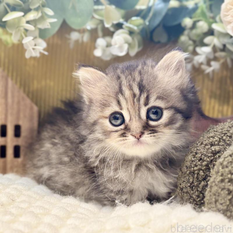 販売中の岐阜県のペルシャ(チンチラ)-130533