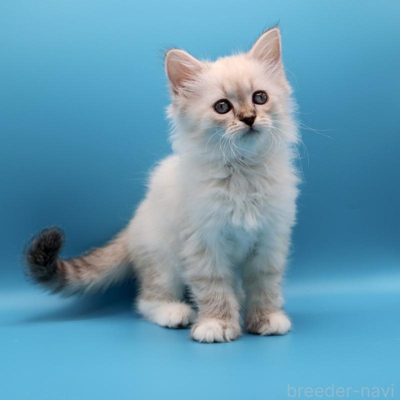 販売中の埼玉県のサイベリアン-130535の1枚目