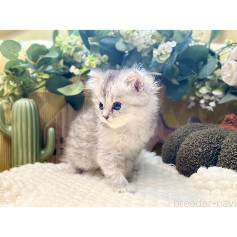 販売中の岐阜県のペルシャ(チンチラ)-130534の5枚目