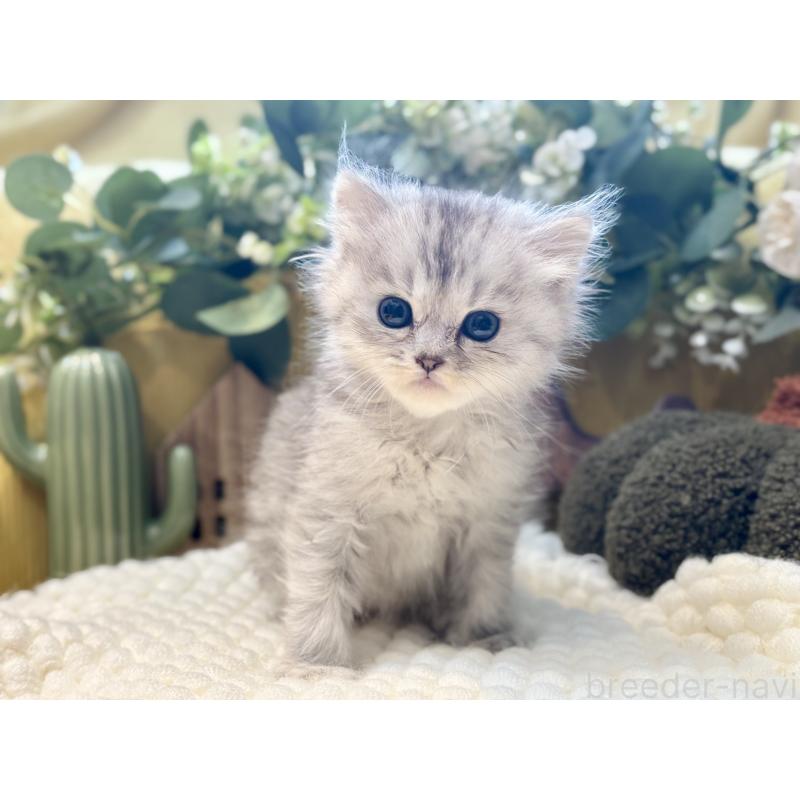 販売中の岐阜県のペルシャ(チンチラ)-130534の4枚目