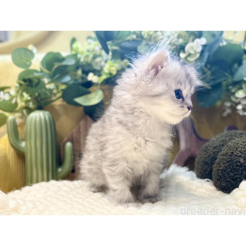 販売中の岐阜県のペルシャ(チンチラ)-130534の3枚目
