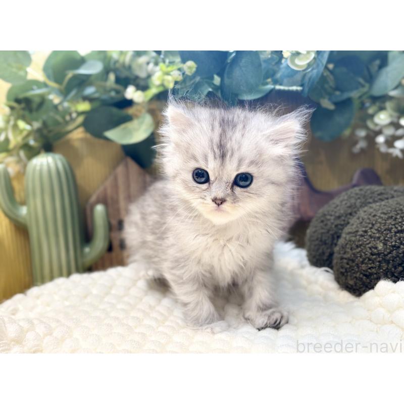 販売中の岐阜県のペルシャ(チンチラ)-130534の2枚目
