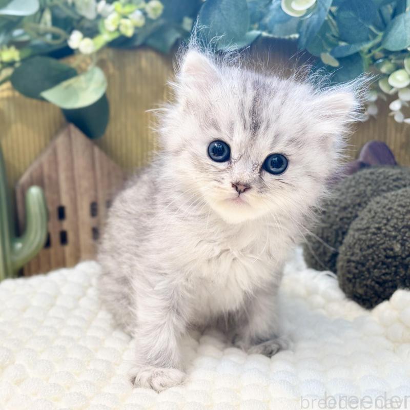 販売中の岐阜県のペルシャ(チンチラ)-130534