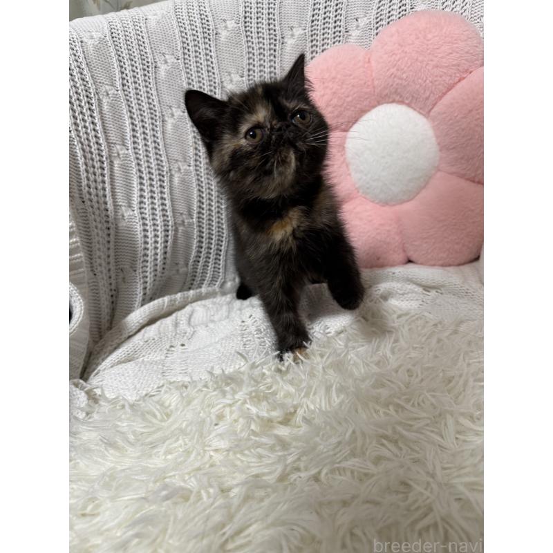 販売中の京都府のエキゾチックショートヘア-130537の4枚目