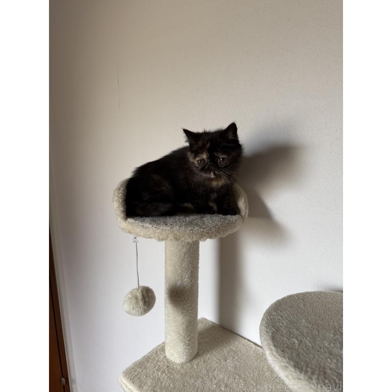 販売中の京都府のエキゾチックショートヘア-130537の3枚目