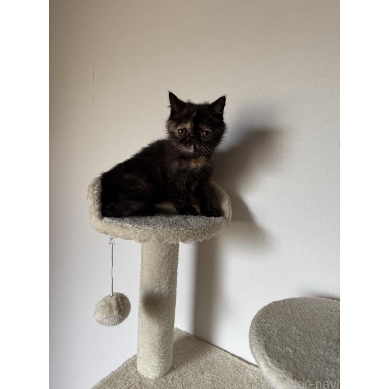 販売中の京都府のエキゾチックショートヘア-130537の2枚目