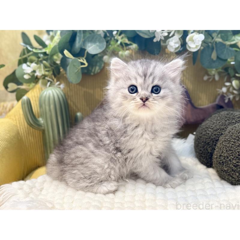 販売中の岐阜県のペルシャ(チンチラ)-130536の7枚目