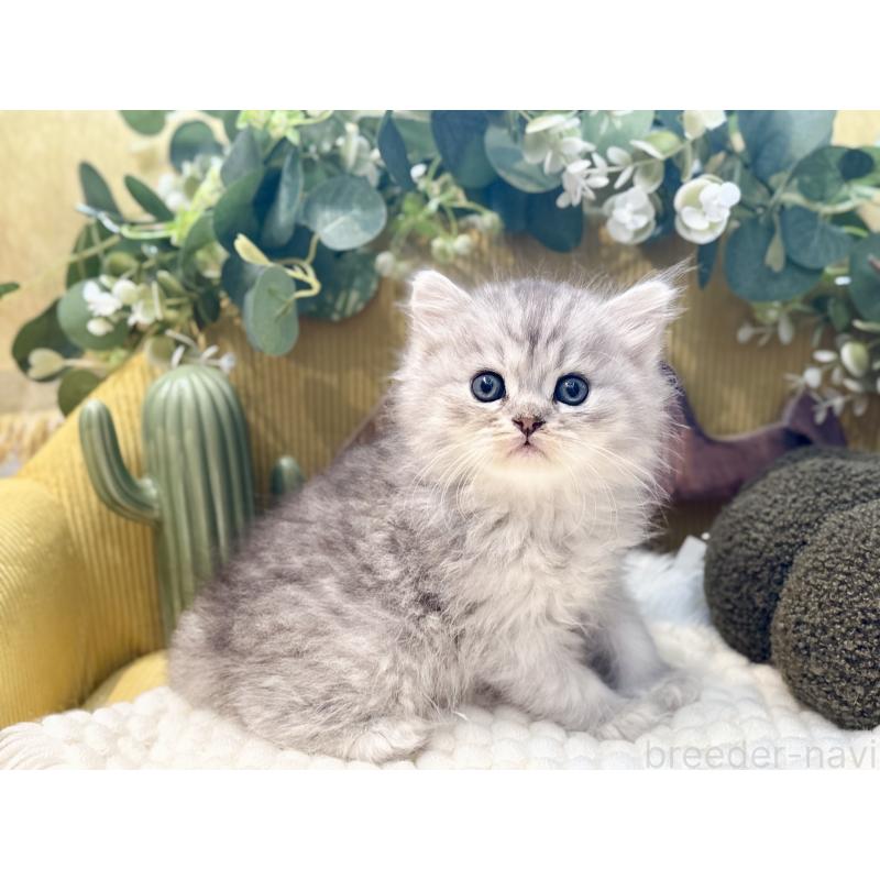 販売中の岐阜県のペルシャ(チンチラ)-130536の6枚目