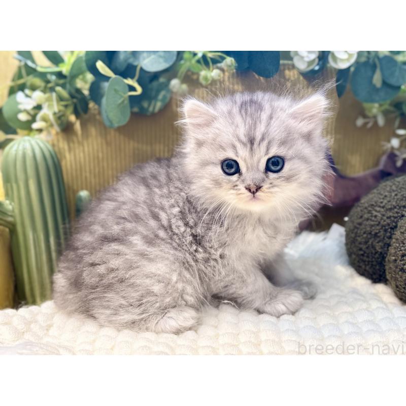 販売中の岐阜県のペルシャ(チンチラ)-130536の5枚目