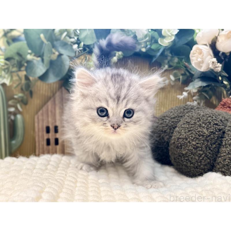 販売中の岐阜県のペルシャ(チンチラ)-130536の4枚目