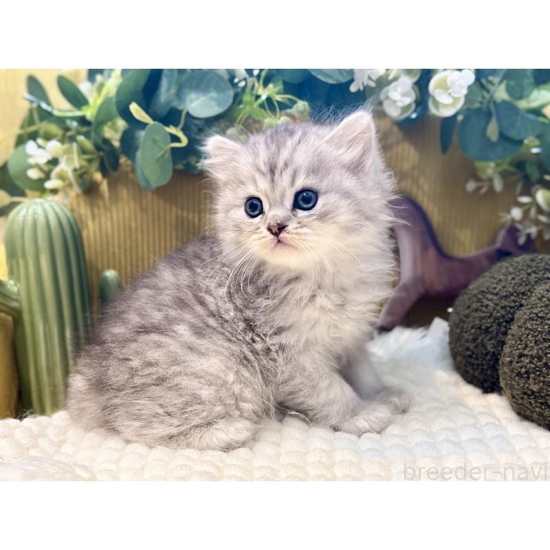 販売中の岐阜県のペルシャ(チンチラ)-130536の3枚目