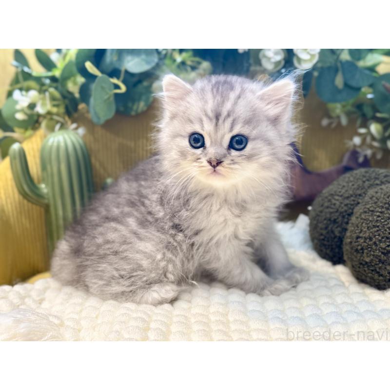 販売中の岐阜県のペルシャ(チンチラ)-130536の2枚目