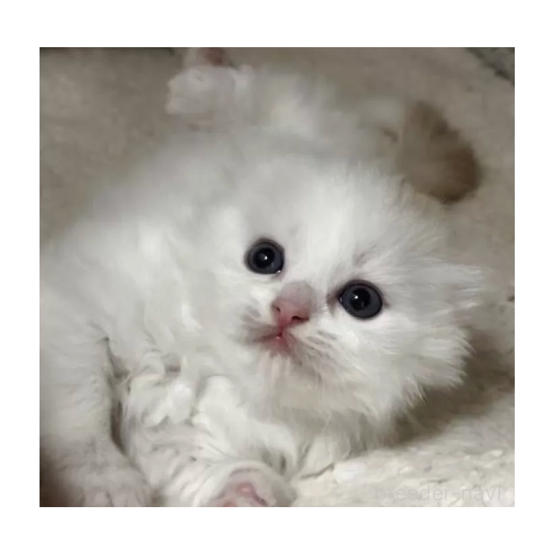 販売中の愛媛県のスコティッシュフォールド(折れ耳)-130539の2枚目