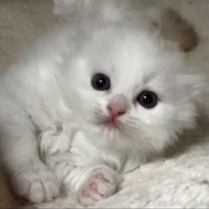 販売中ののスコティッシュフォールド(折れ耳)-130539