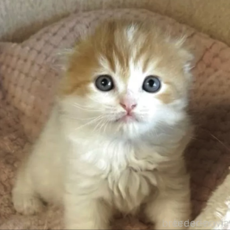 販売中の愛媛県のスコティッシュフォールド(折れ耳)-130540