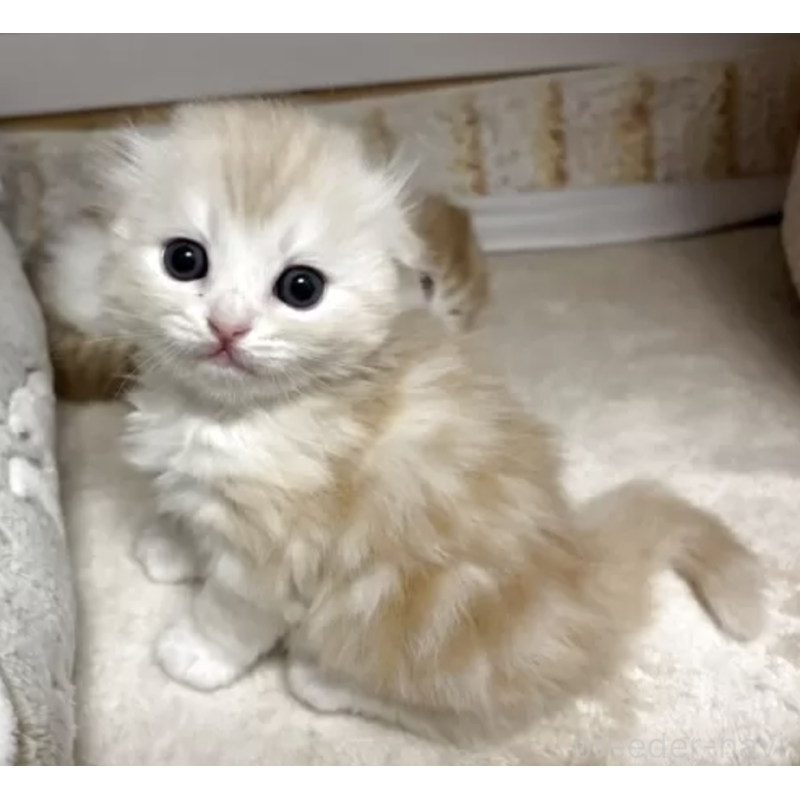 販売中の愛媛県のスコティッシュフォールド(折れ耳)-130541の3枚目